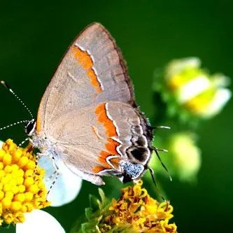 thumbnail for publication: Red-Banded Hairstreak Calycopis cecrops (Fabricius 1793) (Insecta: Lepidoptera: Lycaenidae)